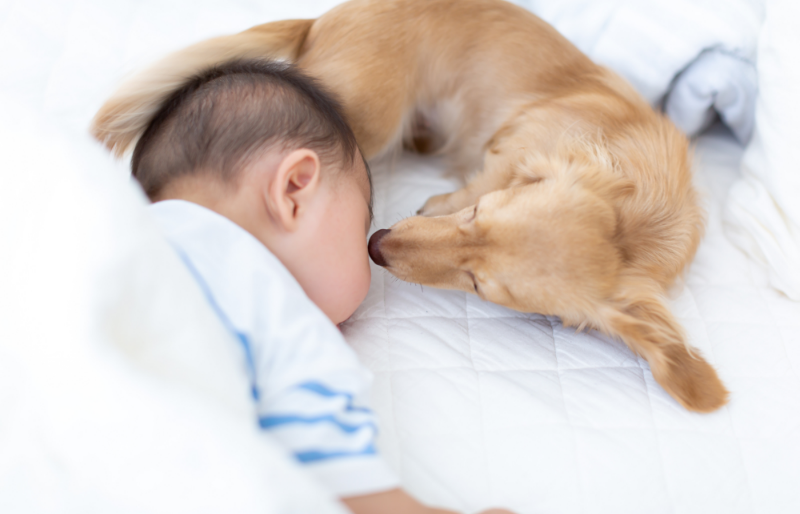 赤ちゃんと犬の写真