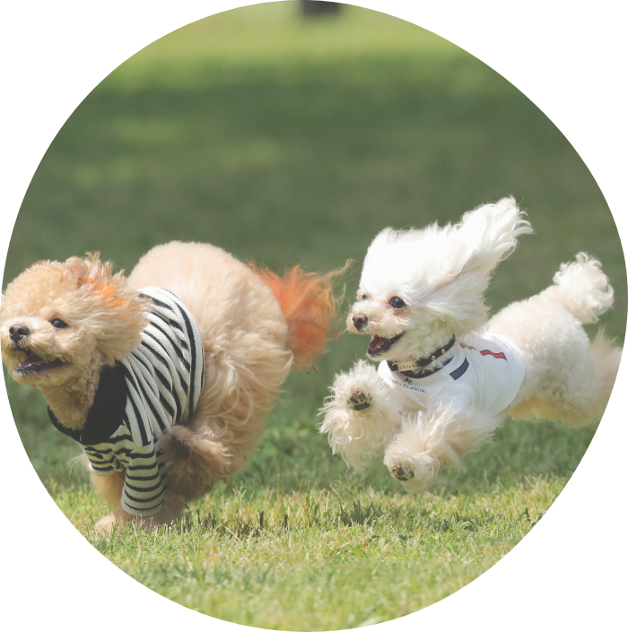 犬が走っている写真